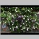 Broughton house garden rose clematis.JPG
